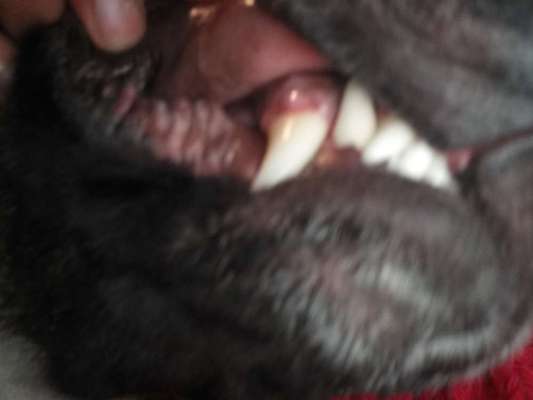 Ist Trockenfutter schädlich?-Beitrag-Bild