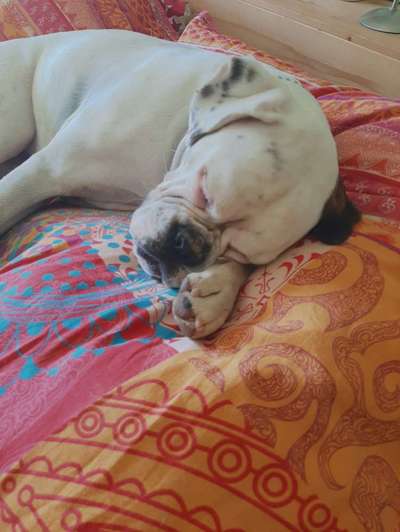 Deutsche Boxer-Beitrag-Bild