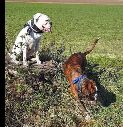 Entlaufener Hund suchen, oder nicht?-Beitrag-Bild