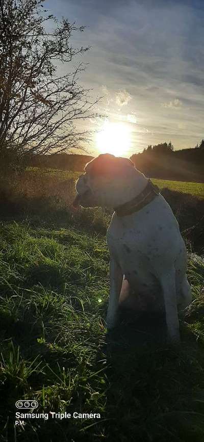 Deutsche Boxer-Beitrag-Bild