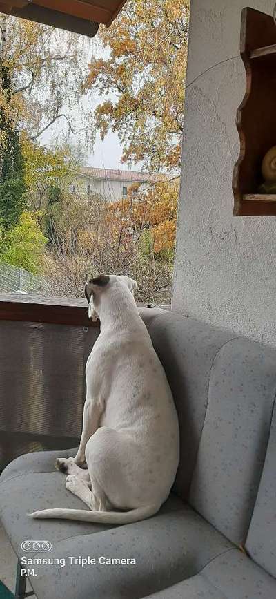 Deutsche Boxer-Beitrag-Bild