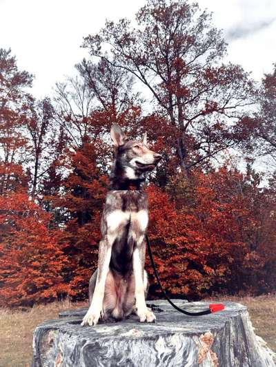 Seltene Rassen!-Beitrag-Bild