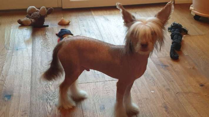 Chinese Crested (Chinesischer Schopfhund)-Beitrag-Bild
