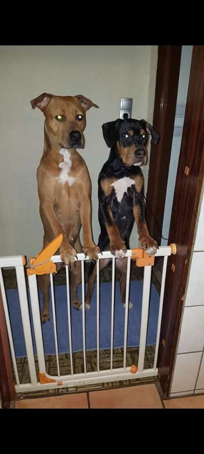 Die Dogorama Kalender Challenge Titelbild-Beitrag-Bild