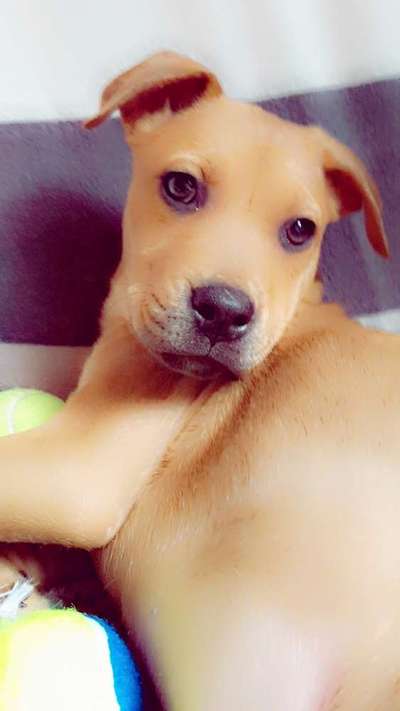 Welpen Bilder !-Beitrag-Bild