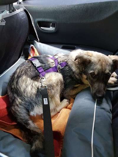 Die Dogorama Wochen Challenge-Beitrag-Bild