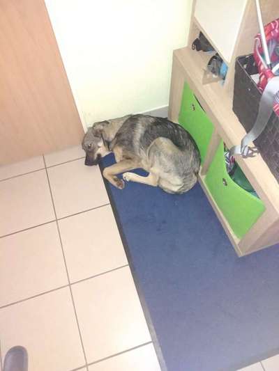 Hund trauert extrem, wenn ich nicht da bin-Beitrag-Bild