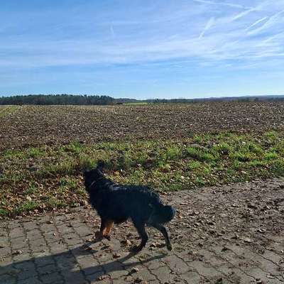 Hundetreffen-Gassirunde-Bild