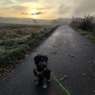 Hundetreffen-Welpen/Junghunde Treffen-Bild