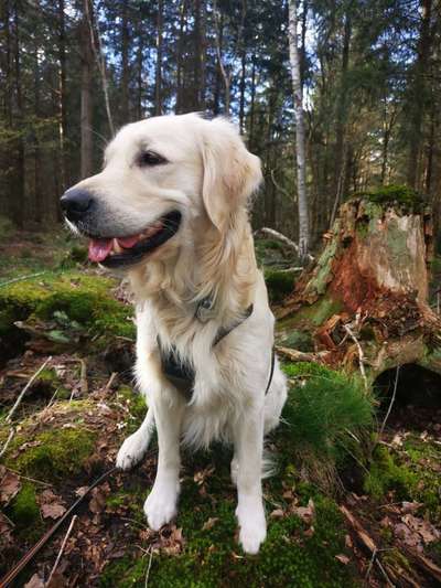 Golden Retriever-Beitrag-Bild