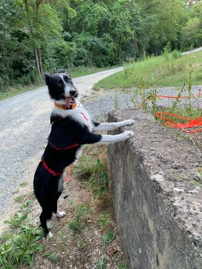Zeigt mal eure border Collies :)-Beitrag-Bild