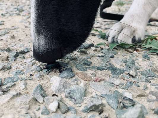 Zeigt mal eure border Collies :)-Beitrag-Bild