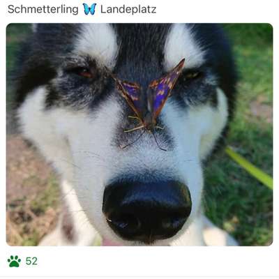 42. Handy Fotochallenge - Den richtigen Riecher haben-Beitrag-Bild