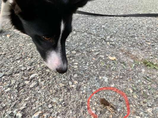 Zeigt mal eure border Collies :)-Beitrag-Bild