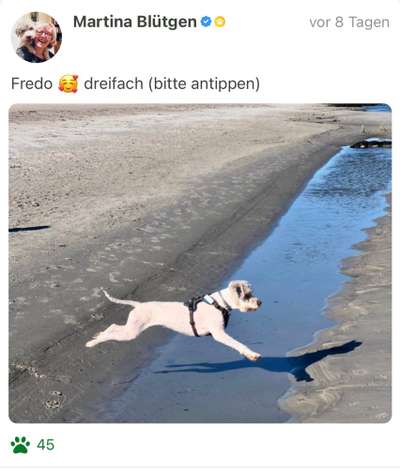 61. Handyfotochallenge - der springende Hund-Beitrag-Bild