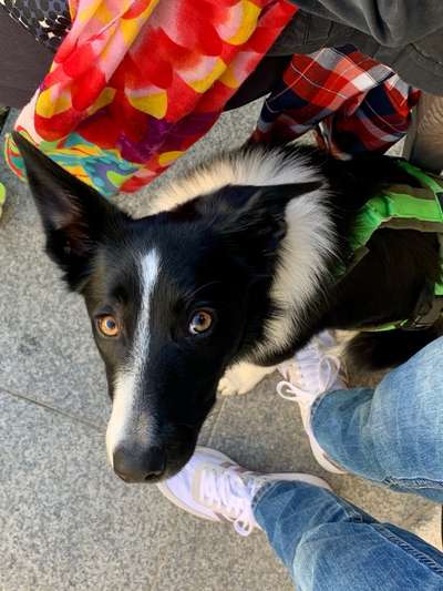 Zeigt mal eure border Collies :)-Beitrag-Bild