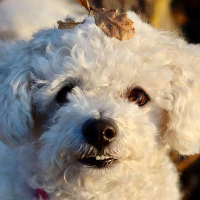 Dogorama Photo Challenge - Details Ganz nah-Beitrag-Bild