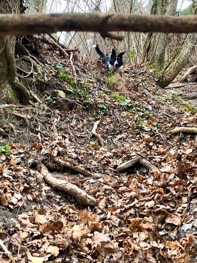 Gibt's hier noch mehr Border Collies???-Beitrag-Bild