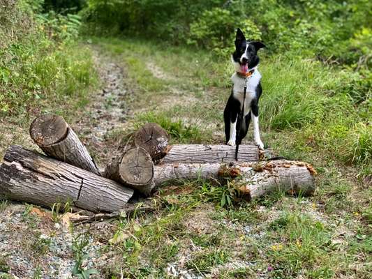 Dogorama Photo Challenge - Pilze-Beitrag-Bild