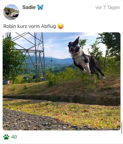 61. Handyfotochallenge - der springende Hund-Beitrag-Bild