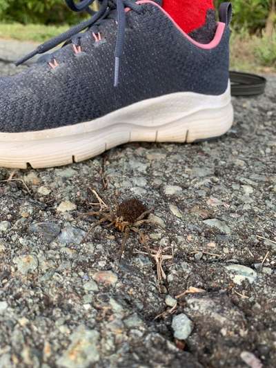 Zeigt mal eure border Collies :)-Beitrag-Bild