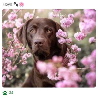 Farben-Fotochallenge: Rosa-Beitrag-Bild