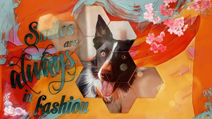 Gibt's hier noch mehr Border Collies???-Beitrag-Bild