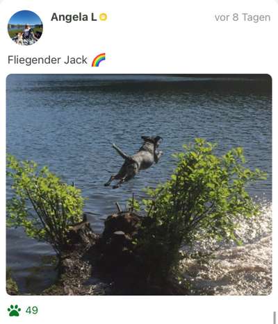 61. Handyfotochallenge - der springende Hund-Beitrag-Bild