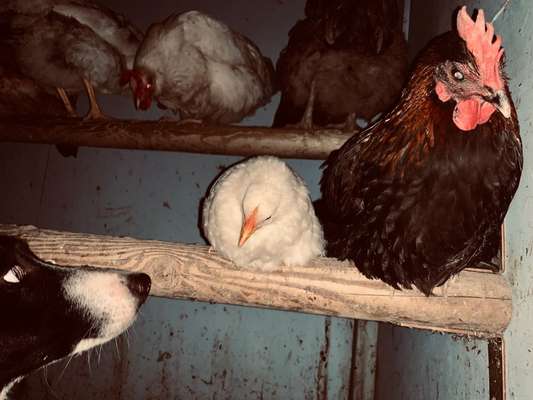 Zeigt mal eure border Collies :)-Beitrag-Bild