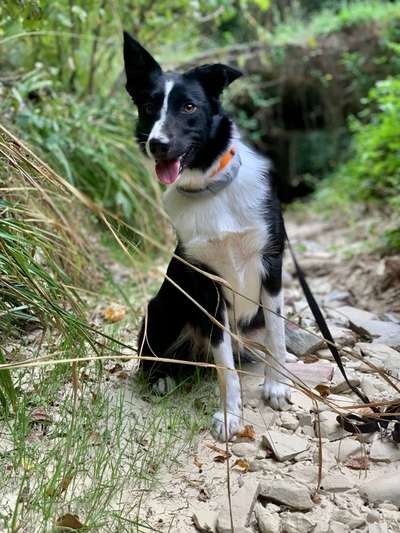 Zeigt mal eure border Collies :)-Beitrag-Bild