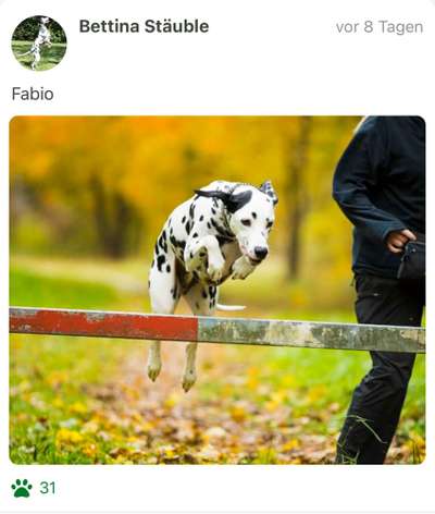 61. Handyfotochallenge - der springende Hund-Beitrag-Bild