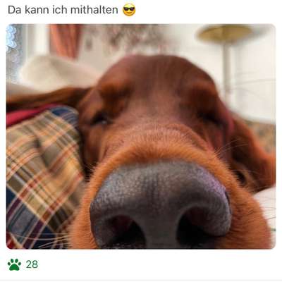 42. Handy Fotochallenge - Den richtigen Riecher haben-Beitrag-Bild