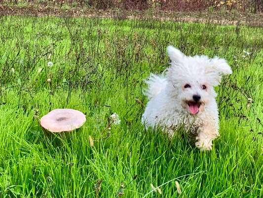 Dogorama Photo Challenge - Pilze-Beitrag-Bild