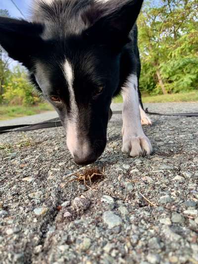 Zeigt mal eure border Collies :)-Beitrag-Bild