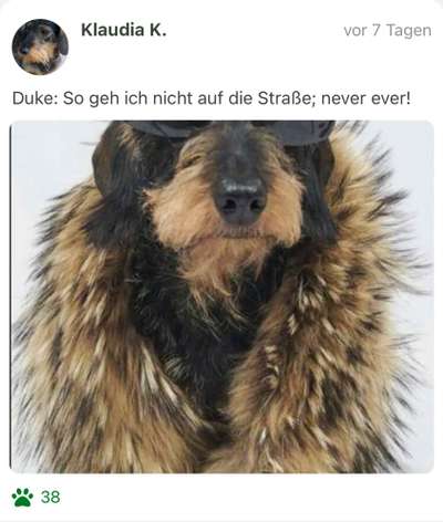 Fotochallange nr. 106
Der geschmückte Hund.-Beitrag-Bild