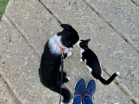 Zeigt mal eure border Collies :)-Beitrag-Bild