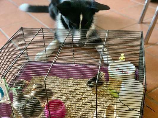 Zeigt mal eure border Collies :)-Beitrag-Bild