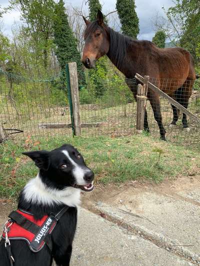 Zeigt mal eure border Collies :)-Beitrag-Bild