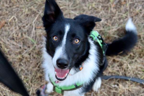 Gibt's hier noch mehr Border Collies???-Beitrag-Bild
