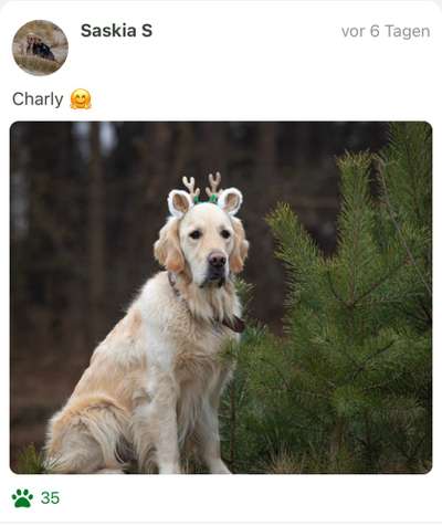 Fotochallange nr. 106
Der geschmückte Hund.-Beitrag-Bild