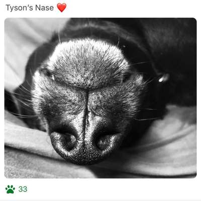 42. Handy Fotochallenge - Den richtigen Riecher haben-Beitrag-Bild