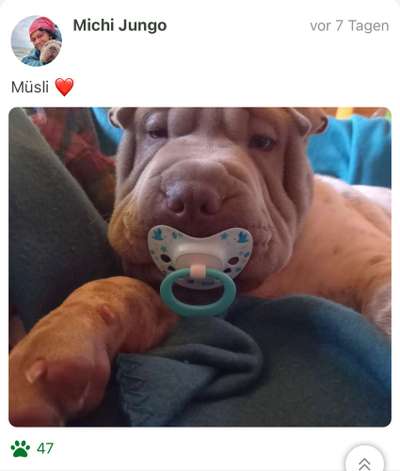 Fotochallange nr. 106
Der geschmückte Hund.-Beitrag-Bild