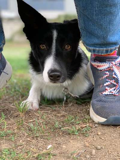 Gibt's hier noch mehr Border Collies???-Beitrag-Bild