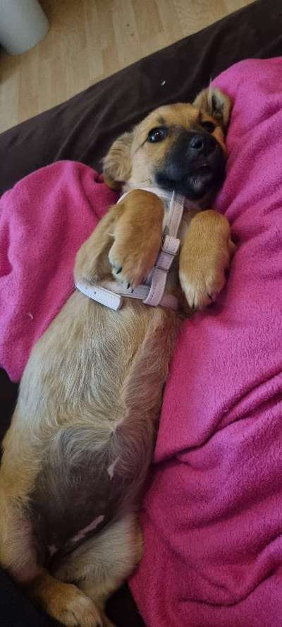 Die Dogorama Wochen Challenge-Beitrag-Bild