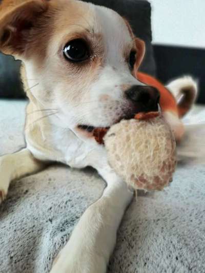 Dogorama Photo Challenge - Lieblingsspielzeug!-Beitrag-Bild