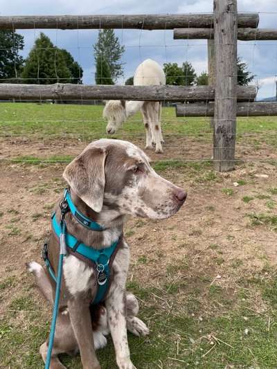 Hundetreffen-Gemeinsames Spazieren (ohne Leinenkontakt)-Bild