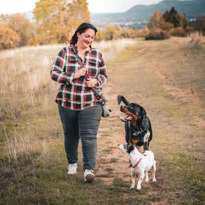 Hundetreffen-Molosser treffen-Bild