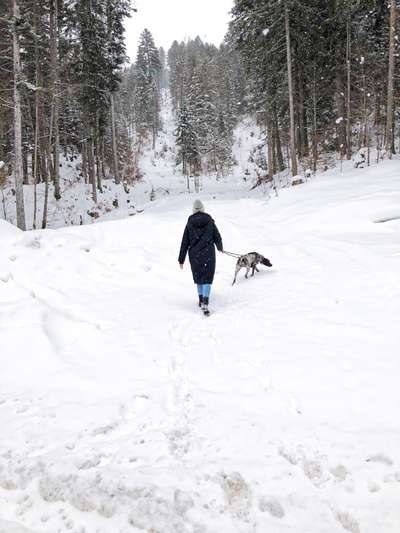 Hundetreffen-Spazieren gehen-Bild