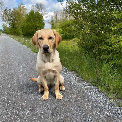 Hundeauslaufgebiet-Zürich Allmend Gfellstrasse-Bild