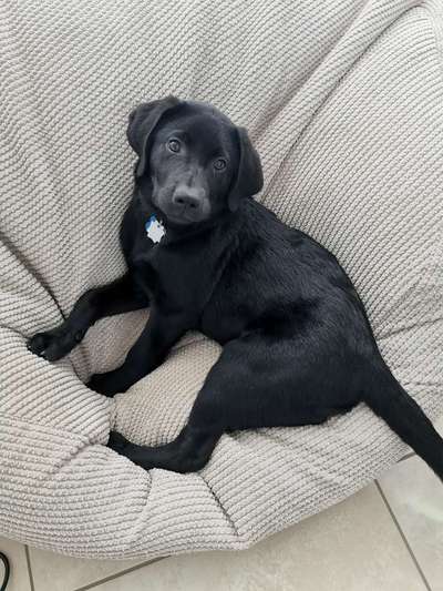 Labradorfans-Beitrag-Bild